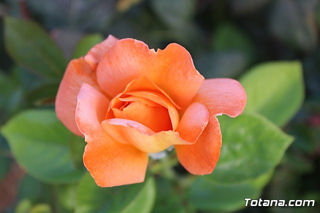 Procesin Vias-Carivete 2019 - 211