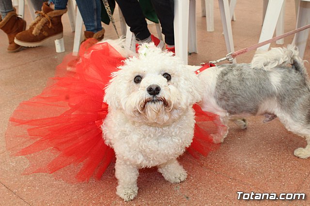 Concurso de disfraces de mascotas Carnaval de Totana - 4