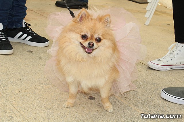 Concurso de disfraces de mascotas Carnaval de Totana - 7