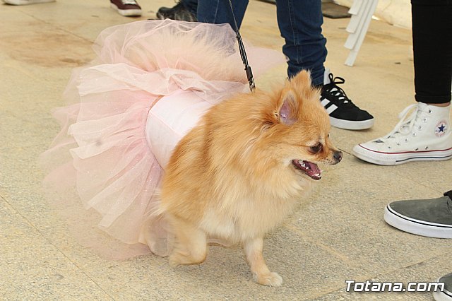 Concurso de disfraces de mascotas Carnaval de Totana - 8