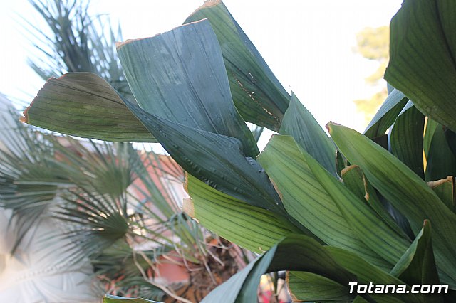 Desfile Carnaval de Totana 2020 - Reportaje I - 355