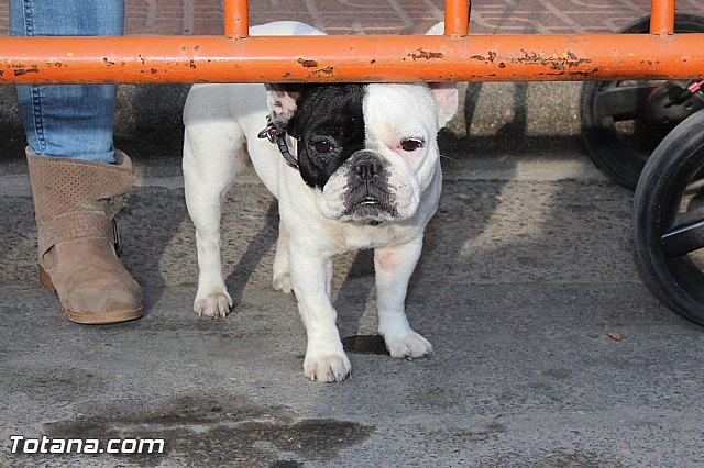 Carrera Popular Da de la Constitucin - Totana 2015 - 134