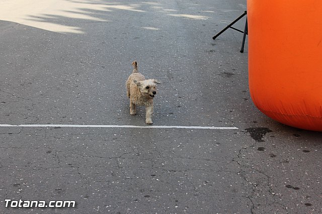 Carrera Popular Da de la Constitucin - Totana 2015 - 754