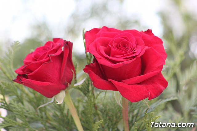 Misa de Difuntos, Da de las nimas 2018 - 137