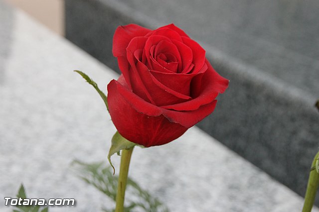 Cementerio. Das previos a Todos los Santos - 106