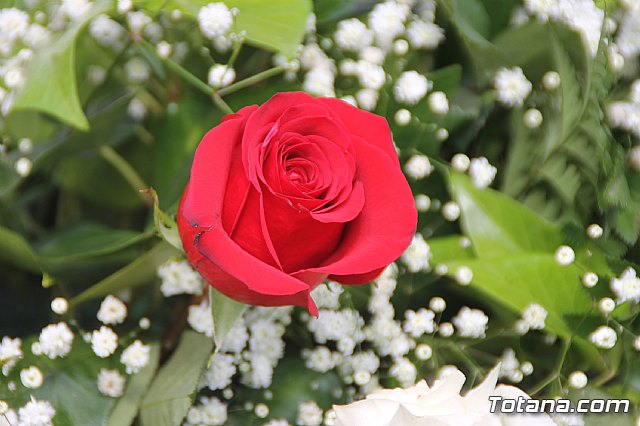 Cementerio. Da previo a la festividad de Todos los Santos 2018 - 193