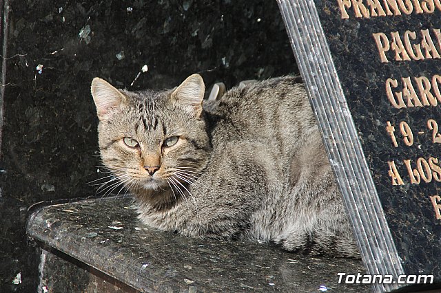 Cementerio. Da previo a la festividad de Todos los Santos 2018 - 257