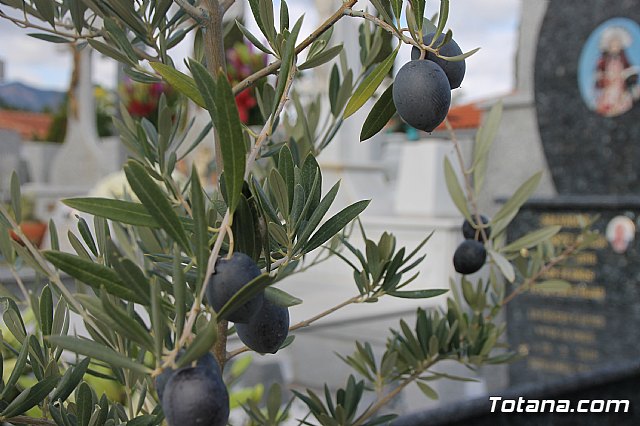 Cementerio. Da previo a la festividad de Todos los Santos 2018 - 278