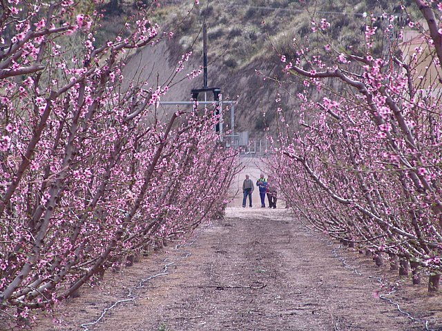Senderistas de Totana disfrutaron del espectculo de la floracin de los frutales de Cieza - 6