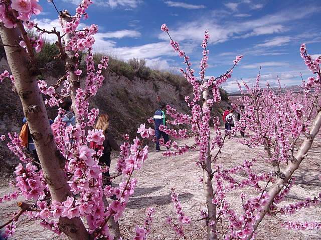 Senderistas de Totana disfrutaron del espectáculo de la floración de los frutales de Cieza - 7
