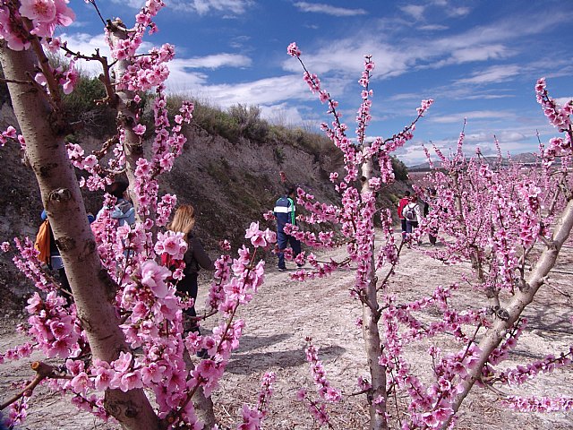 Senderistas de Totana disfrutaron del espectculo de la floracin de los frutales de Cieza - 7