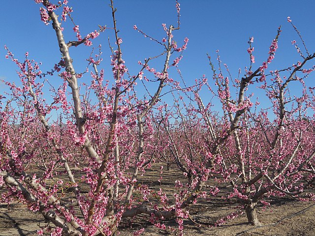 Senderistas de Totana disfrutaron del espectculo de la floracin de los frutales de Cieza - 8