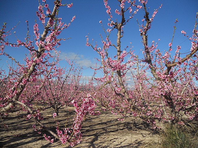 Senderistas de Totana disfrutaron del espectculo de la floracin de los frutales de Cieza - 9