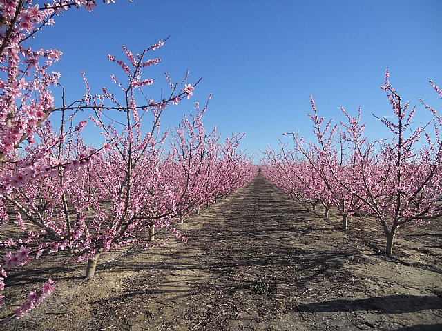 Senderistas de Totana disfrutaron del espectculo de la floracin de los frutales de Cieza - 10