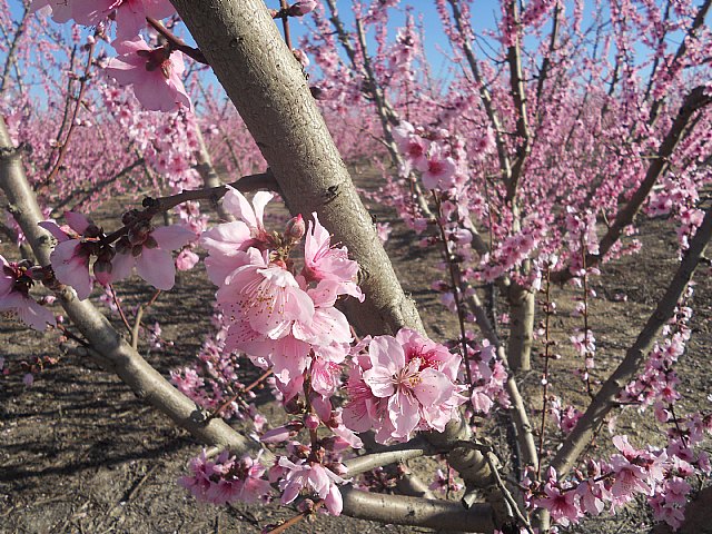 Senderistas de Totana disfrutaron del espectculo de la floracin de los frutales de Cieza - 11