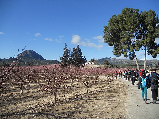 Senderistas de Totana disfrutaron del espectculo de la floracin de los frutales de Cieza - 13