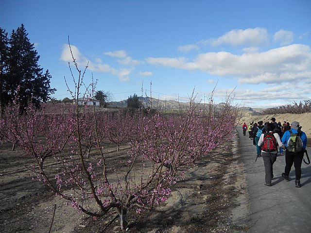 Senderistas de Totana disfrutaron del espectculo de la floracin de los frutales de Cieza - 14