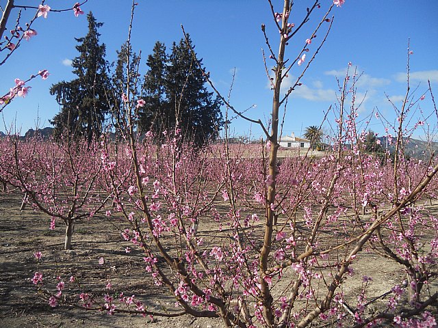 Senderistas de Totana disfrutaron del espectculo de la floracin de los frutales de Cieza - 15