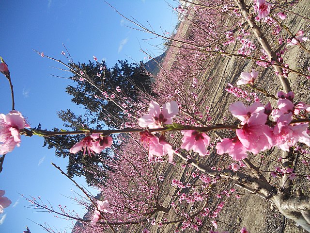 Senderistas de Totana disfrutaron del espectculo de la floracin de los frutales de Cieza - 16