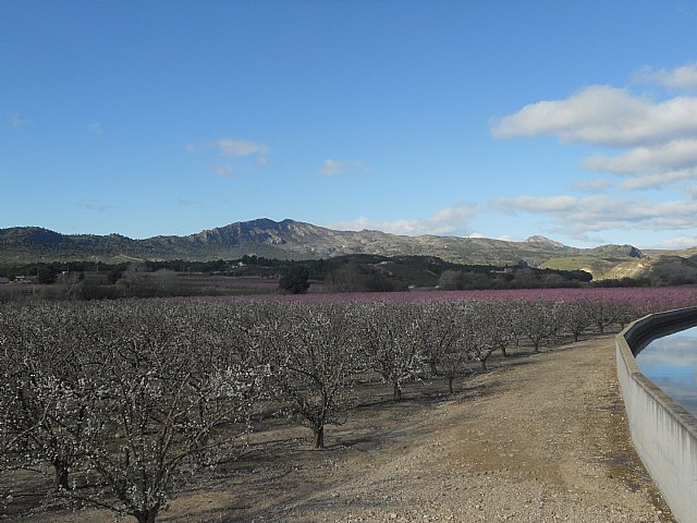 Senderistas de Totana disfrutaron del espectculo de la floracin de los frutales de Cieza - 17
