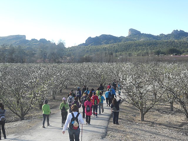 Senderistas de Totana disfrutaron del espectculo de la floracin de los frutales de Cieza - 18
