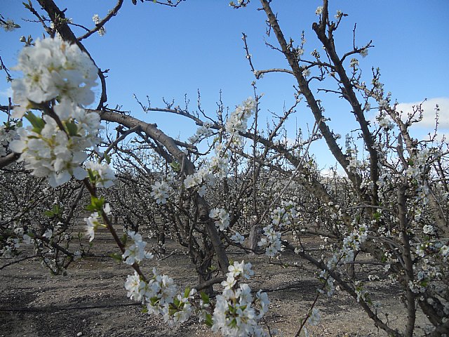 Senderistas de Totana disfrutaron del espectculo de la floracin de los frutales de Cieza - 20