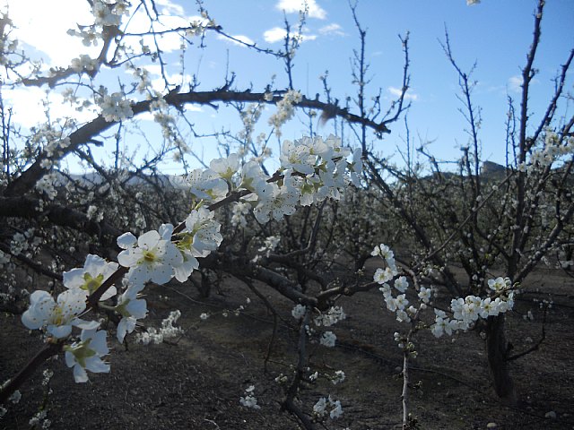 Senderistas de Totana disfrutaron del espectculo de la floracin de los frutales de Cieza - 21