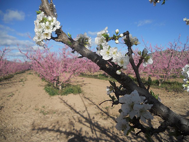 Senderistas de Totana disfrutaron del espectculo de la floracin de los frutales de Cieza - 22