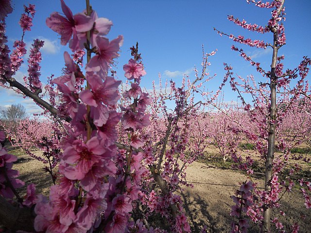 Senderistas de Totana disfrutaron del espectculo de la floracin de los frutales de Cieza - 23