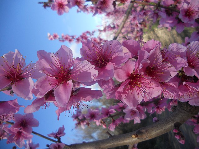 Senderistas de Totana disfrutaron del espectculo de la floracin de los frutales de Cieza - 24