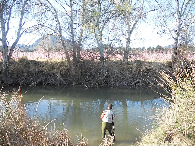 Senderistas de Totana disfrutaron del espectculo de la floracin de los frutales de Cieza - 26