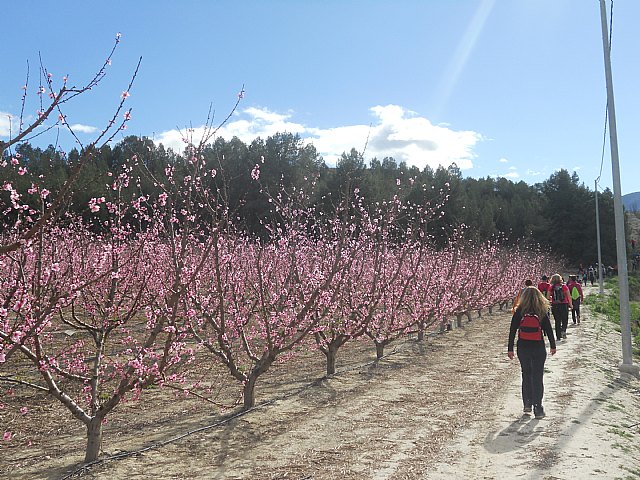 Senderistas de Totana disfrutaron del espectculo de la floracin de los frutales de Cieza - 43