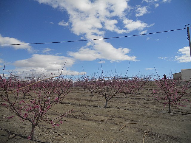 Senderistas de Totana disfrutaron del espectculo de la floracin de los frutales de Cieza - 47