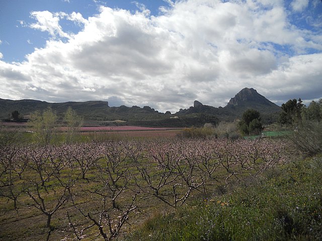 Senderistas de Totana disfrutaron del espectculo de la floracin de los frutales de Cieza - 49