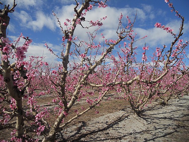 Senderistas de Totana disfrutaron del espectculo de la floracin de los frutales de Cieza - 52