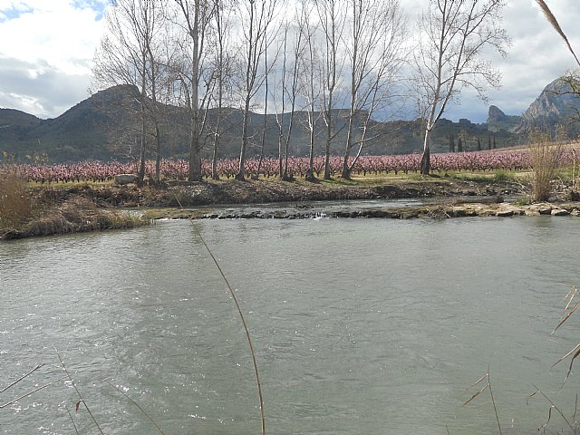 Senderistas de Totana disfrutaron del espectculo de la floracin de los frutales de Cieza - 54