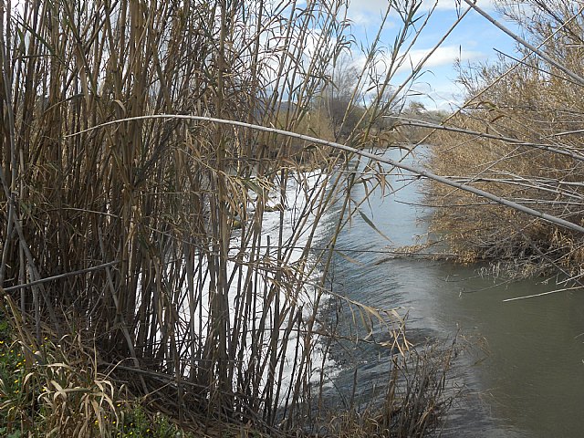 Senderistas de Totana disfrutaron del espectculo de la floracin de los frutales de Cieza - 55