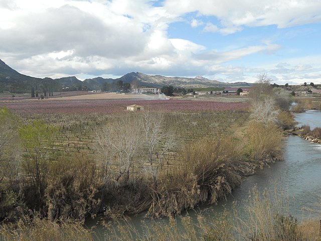 Senderistas de Totana disfrutaron del espectculo de la floracin de los frutales de Cieza - 57