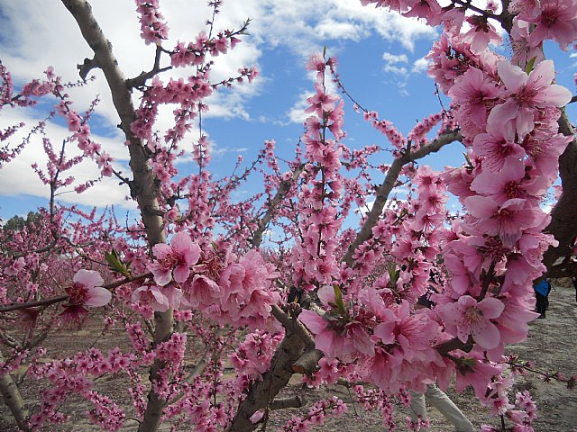 Senderistas de Totana disfrutaron del espectculo de la floracin de los frutales de Cieza - 61