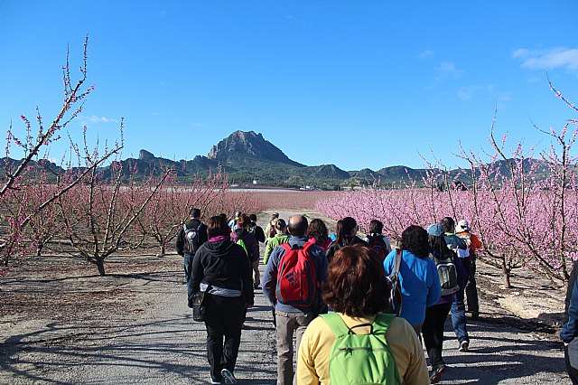 Senderistas de Totana disfrutaron del espectculo de la floracin de los frutales de Cieza - 72