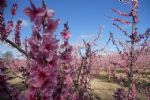 Floración Cieza