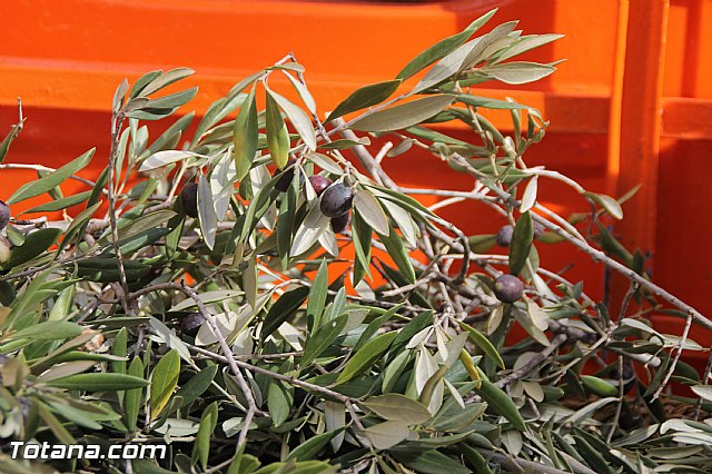 Concentracin de vehculos clsicos Totana 2016 - 308