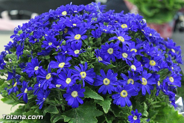 Cena-gala Hermandad de la Cleof 2016 - 42