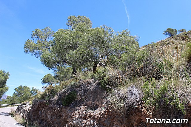 Jornada de convivencia Hermandades y Cofradas. Domingo 28 de abril de 2019 - 58
