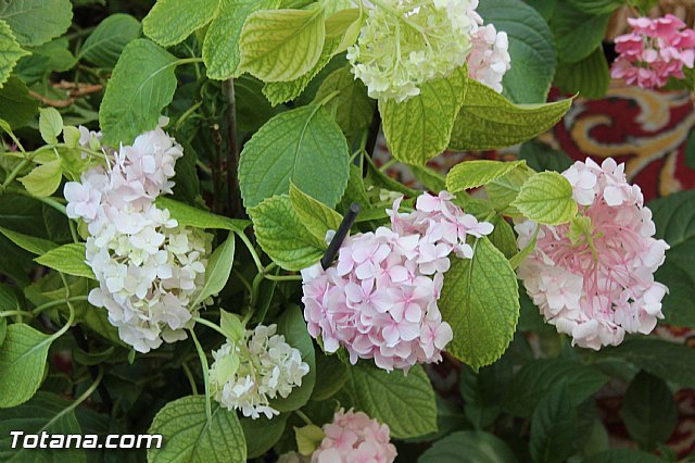 Procesin del Corpus Christi - Totana 2015 - 149