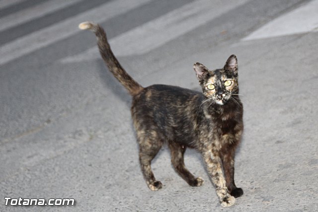 Procesin del Corpus Christi - Totana 2016 - 332