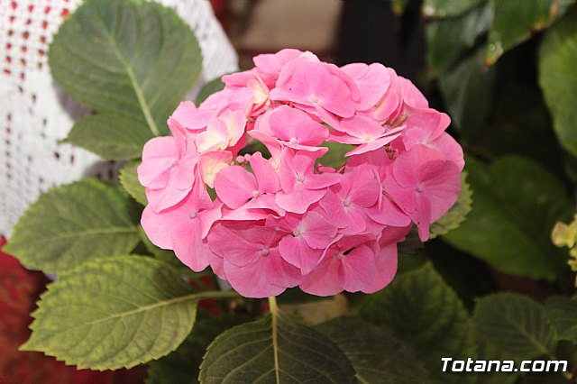 Procesin del Corpus Christi - Totana 2018 - 305