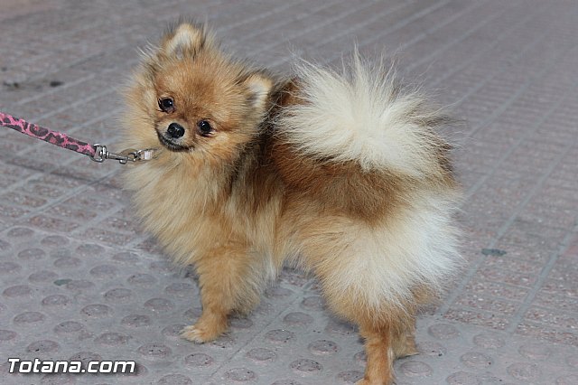 Procesin del Corpus Christi - Totana 2014 - 201