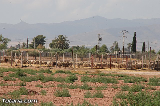Fiestas de La Costera-orica 2016 - Marcha ciclista - 218