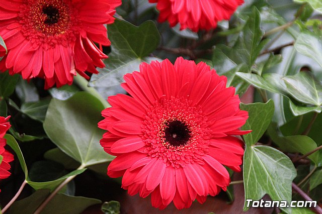 Misa y procesin Cruces de Mayo. La Cada 2019 - 54